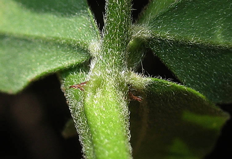 Detailed Picture 6 of Acmispon grandiflorus var. grandiflorus