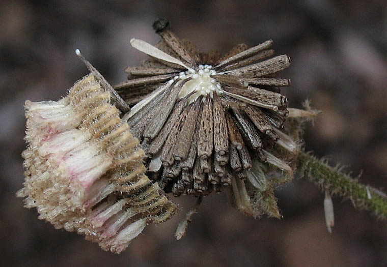 Detailed Picture 6 of Chaenactis artemisiifolia