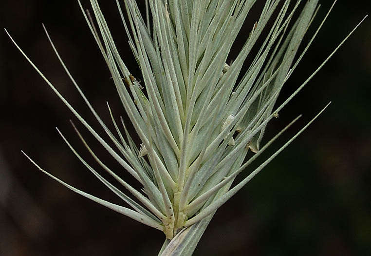 Detailed Picture 2 of Hordeum marinum ssp. gussoneanum