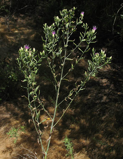 Detailed Picture 4 of Rhaponticum repens