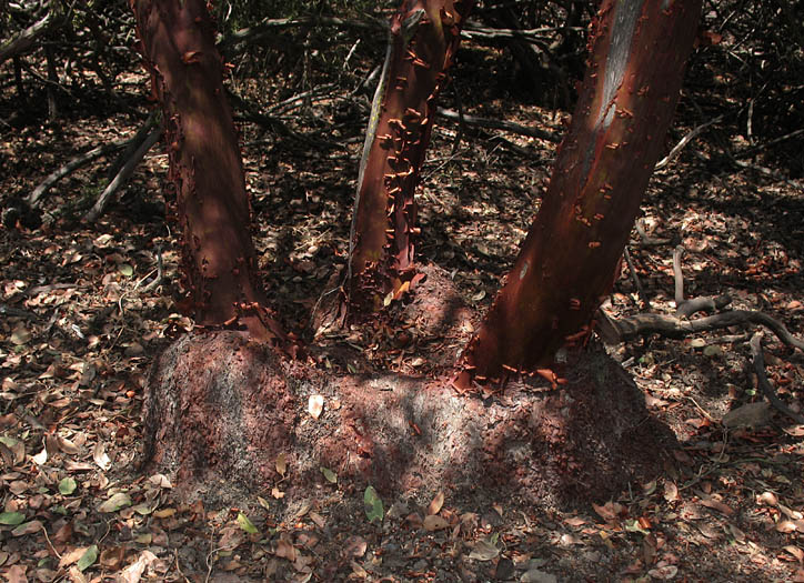 Detailed Picture 10 of Arctostaphylos glandulosa