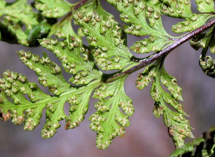 Detailed Picture 4 of Aspidotis californica