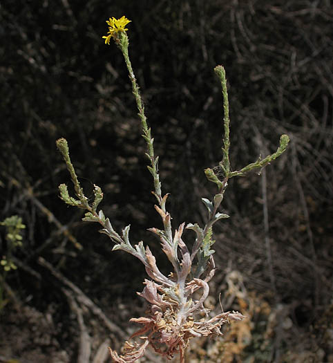 Detailed Picture 4 of Lessingia glandulifera