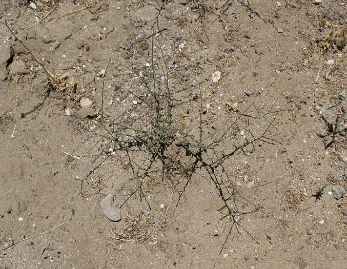 Detailed Picture 7 of Lessingia glandulifera