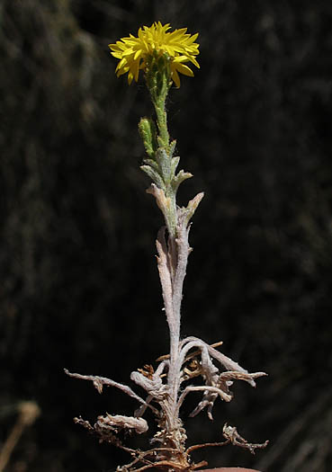 Detailed Picture 3 of Lessingia glandulifera