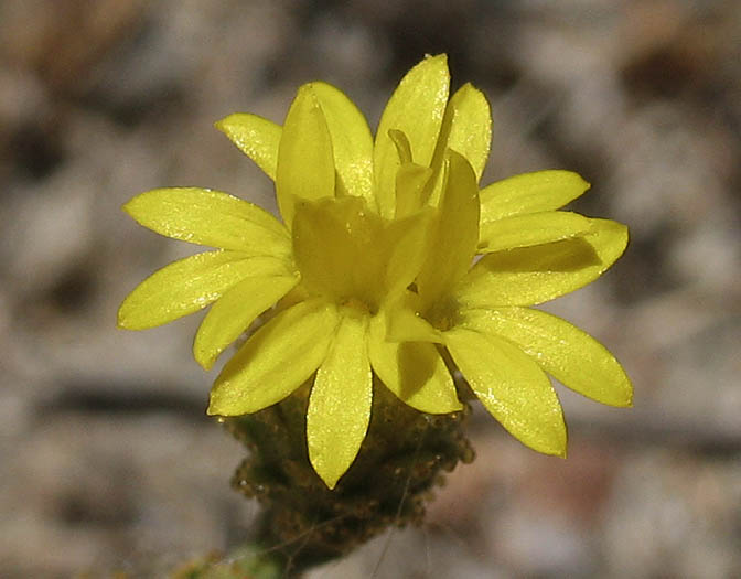 Detailed Picture 1 of Lessingia glandulifera