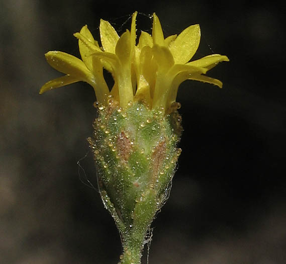 Detailed Picture 2 of Lessingia glandulifera