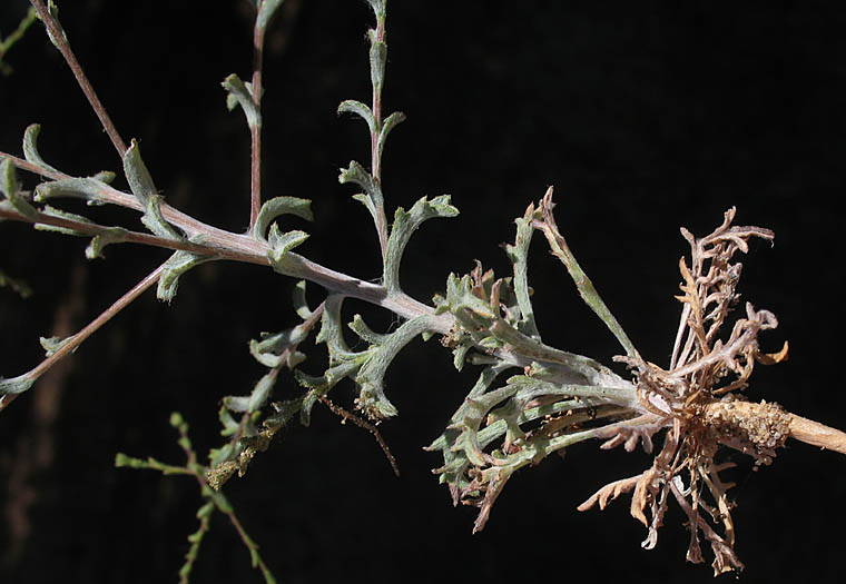 Detailed Picture 5 of Lessingia glandulifera