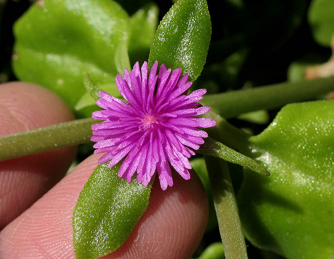 Detailed Picture 3 of Aptenia cordifolia