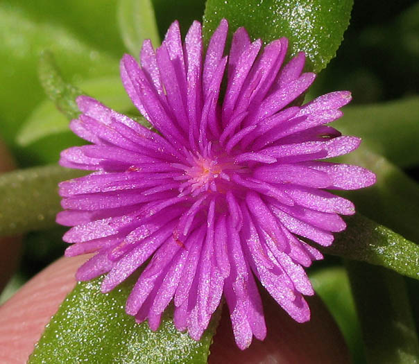 Detailed Picture 1 of Aptenia cordifolia