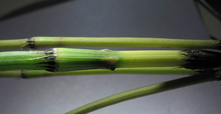 Detailed Picture 4 of Equisetum laevigatum