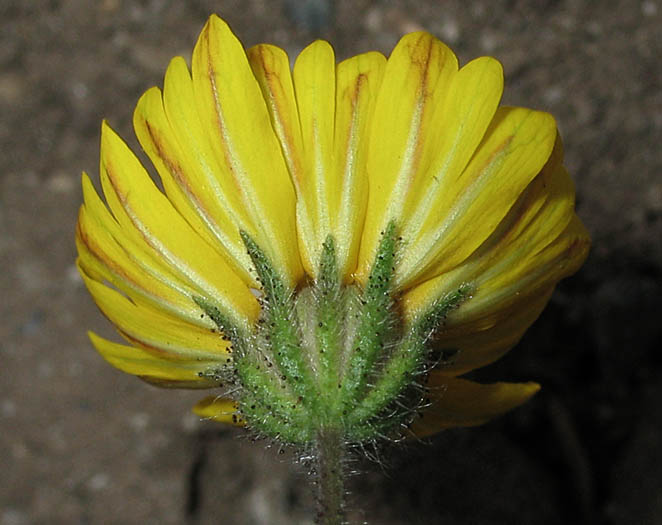 Detailed Picture 2 of Madia elegans