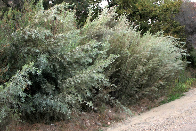 Detailed Picture 7 of Salix exigua var. hindsiana