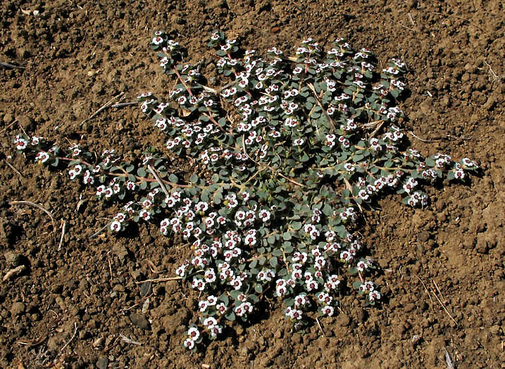 Detailed Picture 8 of Euphorbia polycarpa