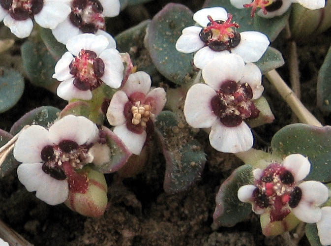 Detailed Picture 3 of Euphorbia polycarpa