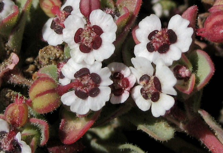 Detailed Picture 4 of Euphorbia polycarpa