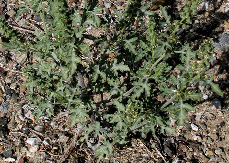 Detailed Picture 7 of Ambrosia acanthicarpa