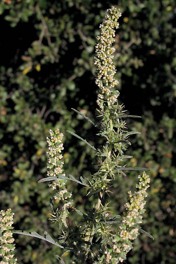 Detailed Picture 5 of Ambrosia acanthicarpa