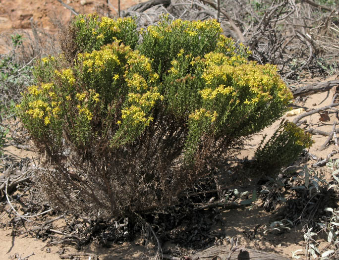 Detailed Picture 4 of Ericameria ericoides