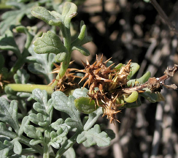 Detailed Picture 6 of Ambrosia chamissonis