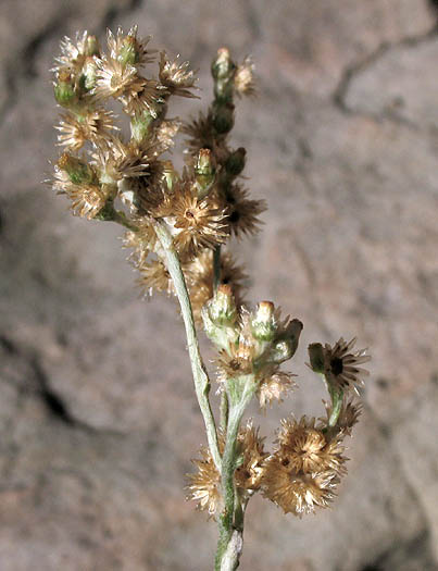 Detailed Picture 3 of Pseudognaphalium luteoalbum