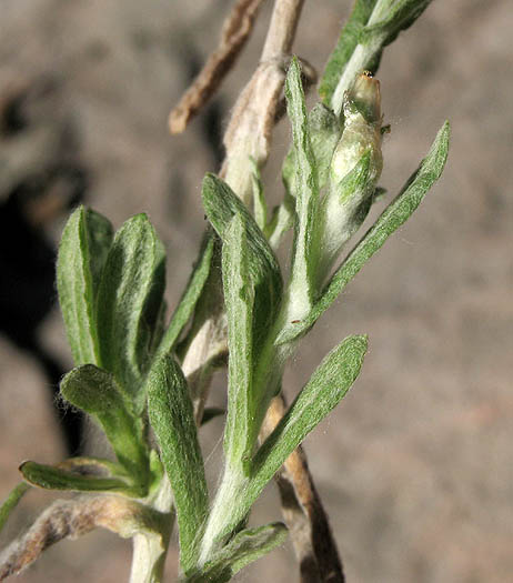 Detailed Picture 4 of Pseudognaphalium luteoalbum