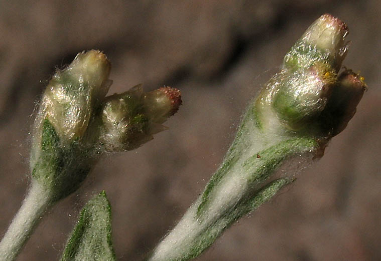 Detailed Picture 2 of Pseudognaphalium luteoalbum