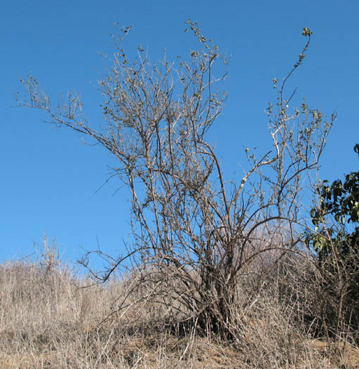 Detailed Picture 5 of Lonicera subspicata var. denudata