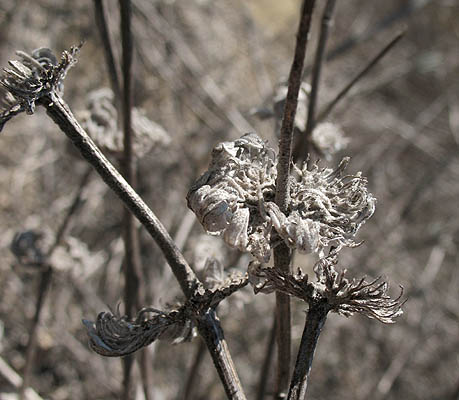 Detailed Picture 4 of Salvia leucophylla