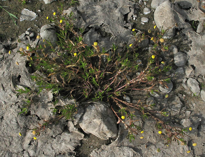 Detailed Picture 4 of Cotula coronopifolia