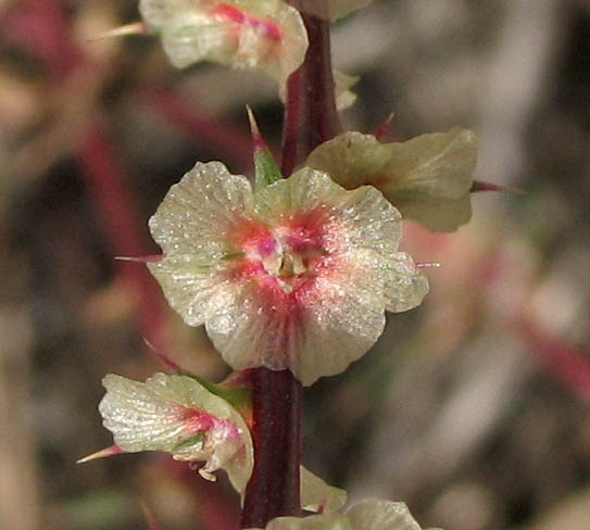 Detailed Picture 4 of Salsola australis