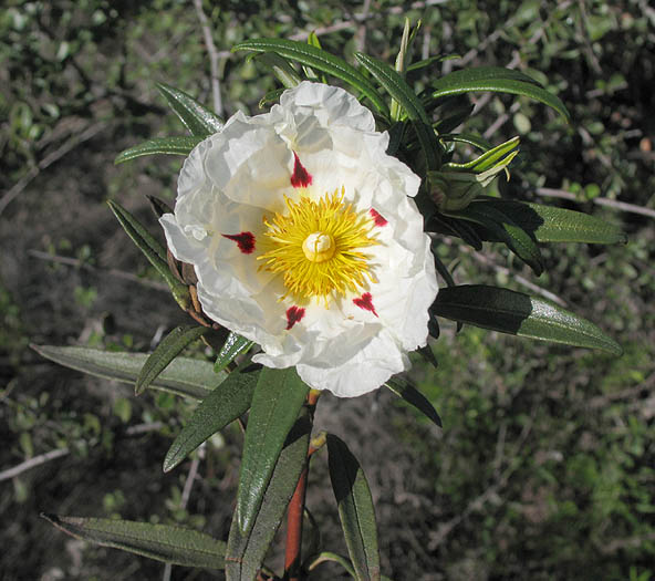 Detailed Picture 3 of Cistus ladanifer