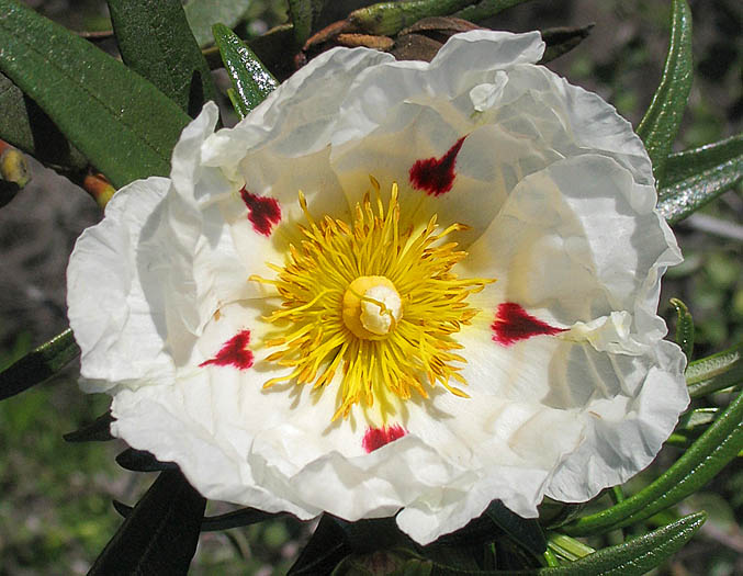 Detailed Picture 1 of Cistus ladanifer