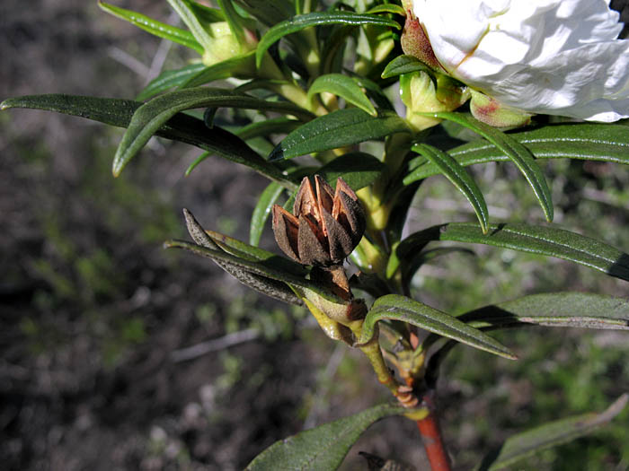 Detailed Picture 4 of Cistus ladanifer