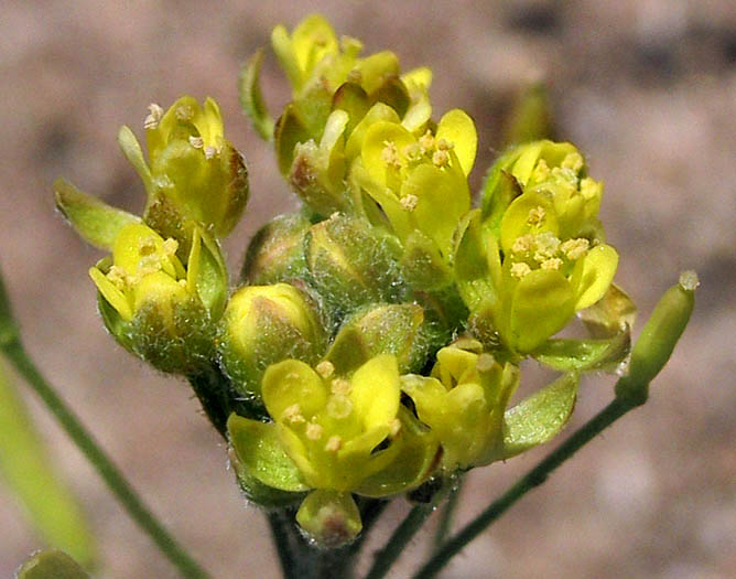 Detailed Picture 3 of Descurainia pinnata ssp. brachycarpa