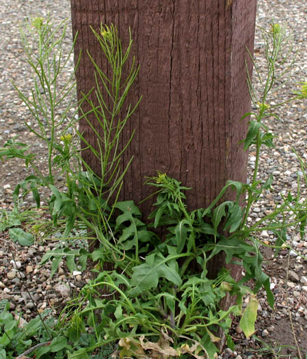 Detailed Picture 5 of Sisymbrium irio