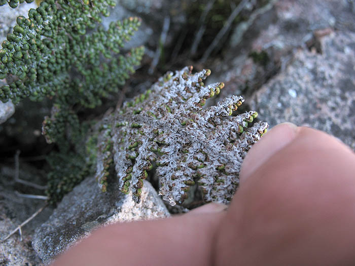 Detailed Picture 5 of Myriopteris covillei