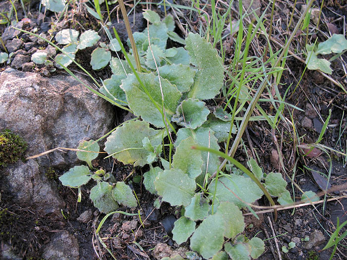 Detailed Picture 6 of Micranthes californica