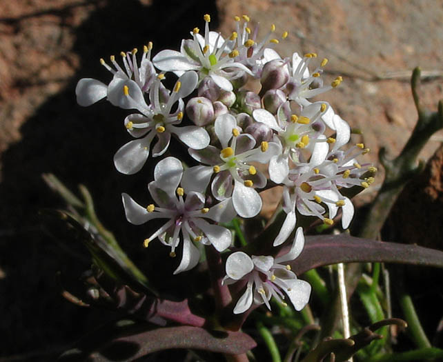 Detailed Picture 2 of Thysanocarpus conchuliferus