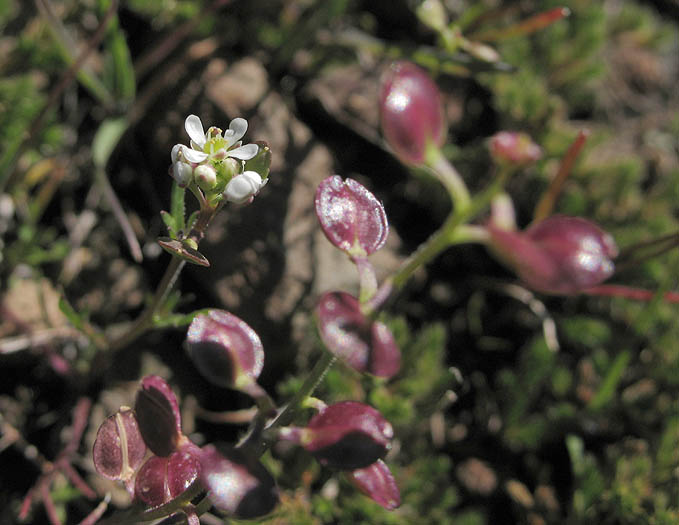 Detailed Picture 7 of Lepidium nitidum