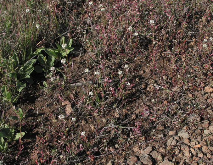 Detailed Picture 8 of Lepidium nitidum