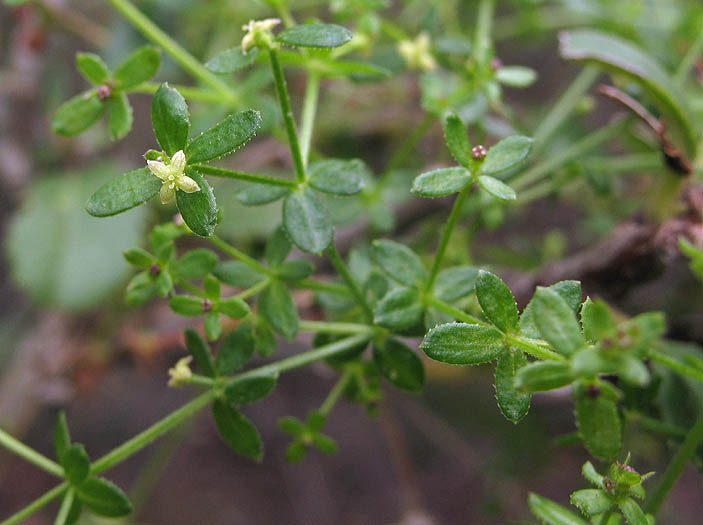 Detailed Picture 3 of Galium nuttallii ssp. nuttallii