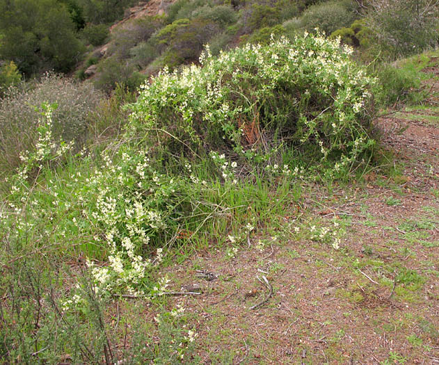 Detailed Picture 8 of Marah macrocarpa