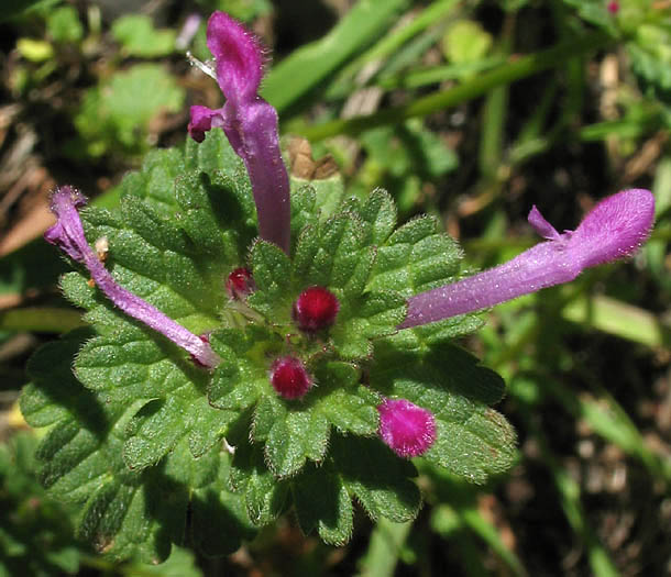 Detailed Picture 1 of Lamium amplexicaule