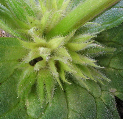 Detailed Picture 6 of Lamium amplexicaule