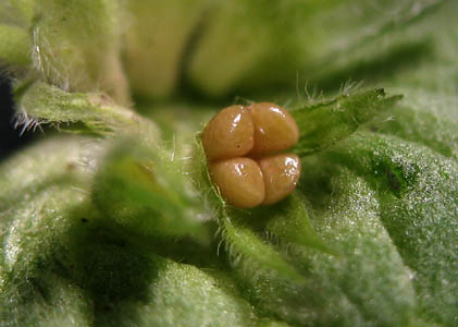 Detailed Picture 7 of Lamium amplexicaule