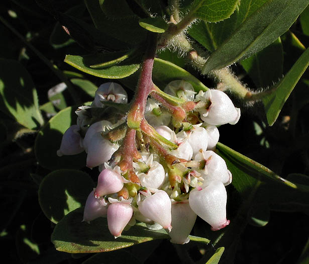 Detailed Picture 2 of Arctostaphylos glandulosa