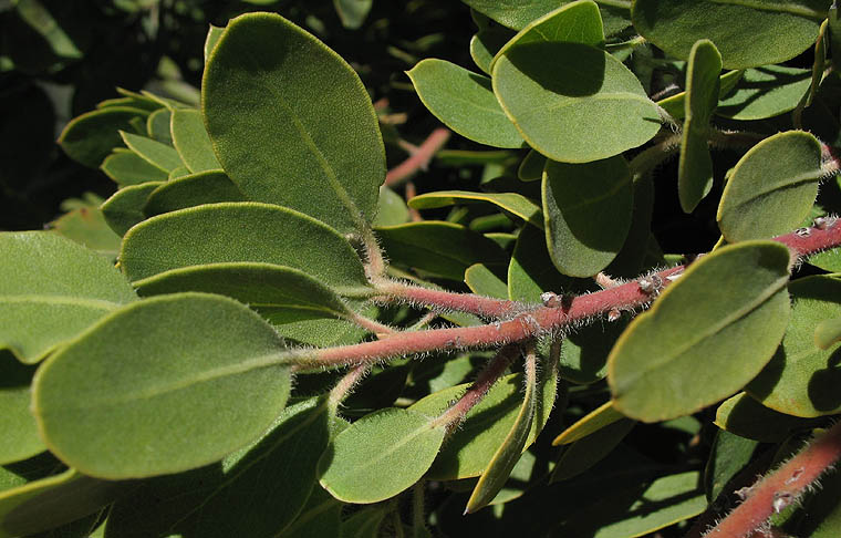 Detailed Picture 4 of Arctostaphylos glandulosa