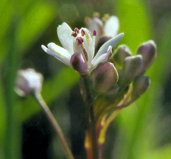 Detailed Picture 2 of Thysanocarpus laciniatus