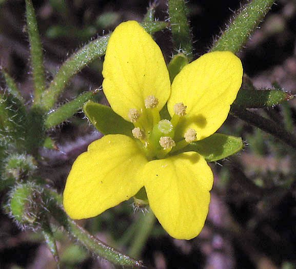 Detailed Picture 1 of Tropidocarpum gracile